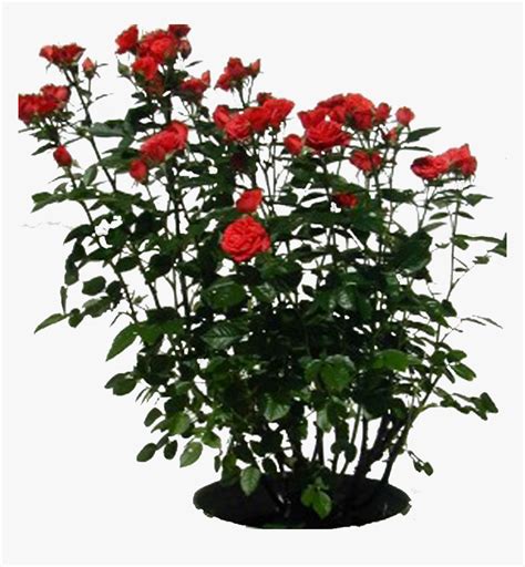 Rose Bush Clipart , Png Download - Rosebush Clipart, Transparent Png ...