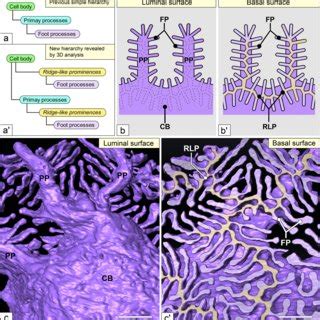 Fe Sem Images Showing The D Structural Alteration Of Podocytes During