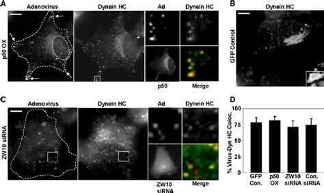 Dynein Recruitment To Adenovirus Is Independent Of Dynactin And Zw A