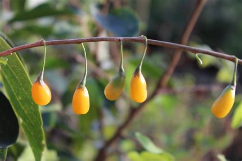 Yellow Goji Berry Lycium Barbarum Amber Sweet