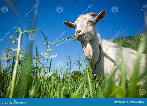 Portrait Of A Goat Chewing Stock Photo Image Of Field 92830172