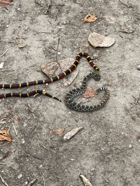 Texas Coralsnake From Morgan S Point Resort On October 5 2019 By