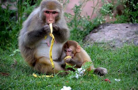 Monkey Eating Banana: Why Do Monkey Eat Bananas? - Primates Park