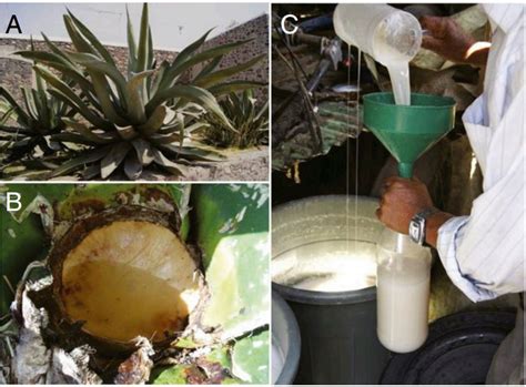 Pottery shards offer evidence of pulque production in prehispanic ...