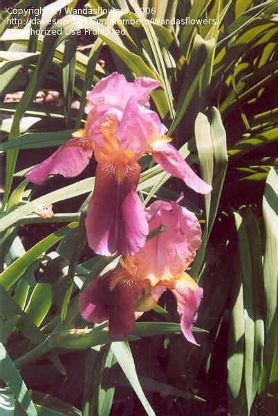 Plantfiles Pictures Tall Bearded Iris Inspiration 1 By Wandasflowers