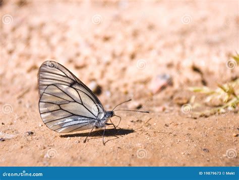 Large white butterfly stock image. Image of animal, pieris - 19879673