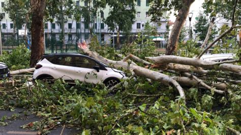 Maltempo A Milano Viale Argonne Coperta Dagli Alberi Caduti Tg La