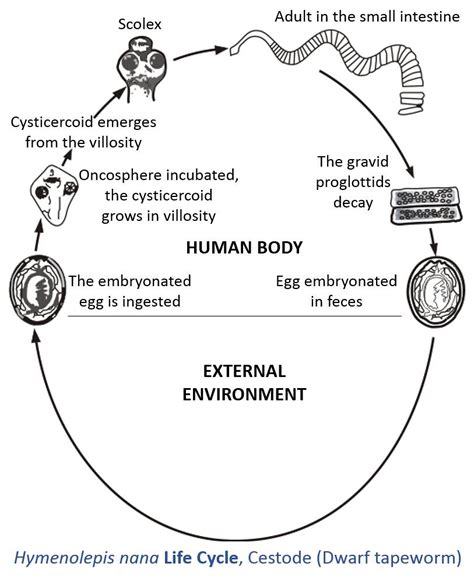 Hymenolepis Diminuta Life Cycle