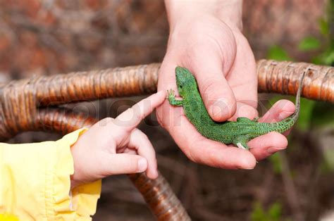 Small Green Lizard In The Hands Stock Image Colourbox