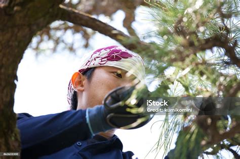 Young Japanese Gardener Pruning Pine Tree Stock Photo - Download Image ...