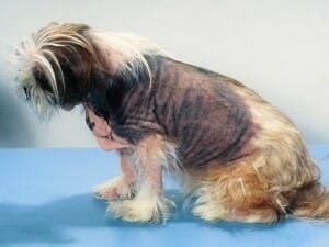 Canine Atopic Dermatitis Treatment - MedVet