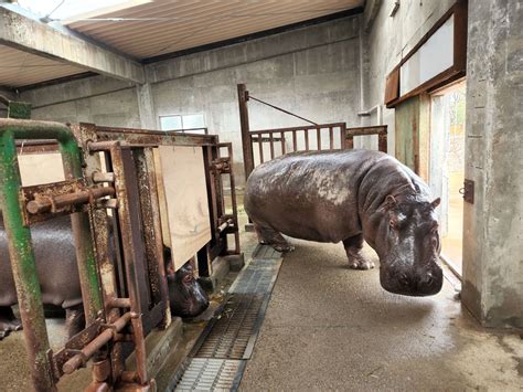 東武動物公園【公式】リュウくん On Twitter おまけです🦛 隣で暮らしているマイちゃんがお外に出る時の1コマ お互いが気になるよう