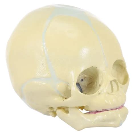 Anatomical Head Bone Mod Le De Cr Ne Anatomique Mod Le De Squelette