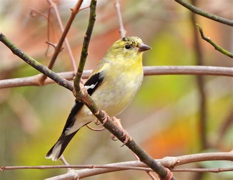 American Goldfinch BirdForum