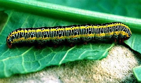 Striped Caterpillar Identification Guide | Owlcation