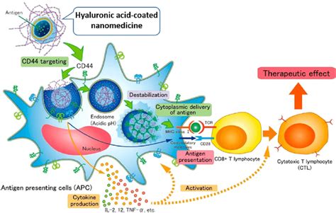 Hyaluronic Acid Coated Nanomedicines Could Selectively Target At Cd