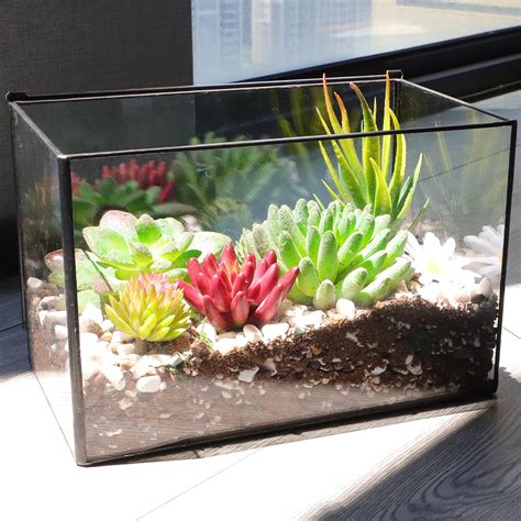 Buy Ferrisland Glass Plant Terrarium Container Wardian Case Indoor