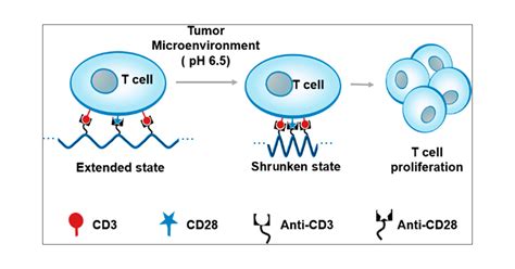 In Vivo Activation Of T Cell Proliferation By Regulating Cell Surface