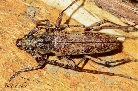 Spined Oak Borer Project Noah