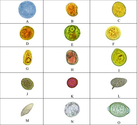 Microscopic Images Of Each Of The 15 Types Of Parasites To Recognize