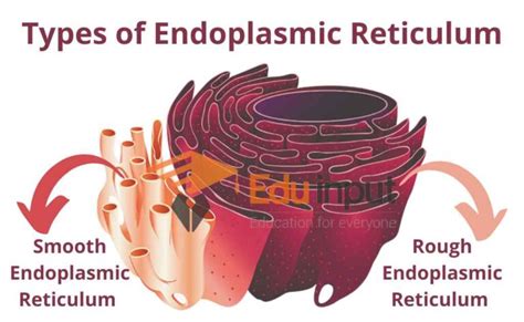 Endoplasmic Reticulum Structure Types And Functions