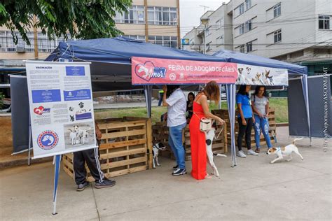 Adote Um Amor Feira De Ado O De C Es Da Copbea Acontece Neste