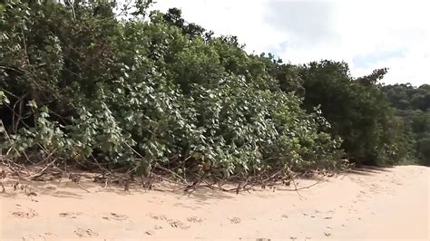 Sexo Anal Interracial Na Praia XHamster BR