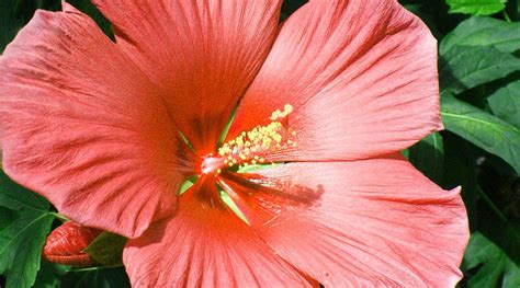 What Is The Importance Of Hibiscus Flower Best Flower Site