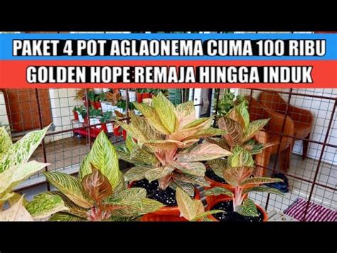 Paket Pot Aglaonema Cuma Rb Ready Golden Hope Remaja Hingga Induk