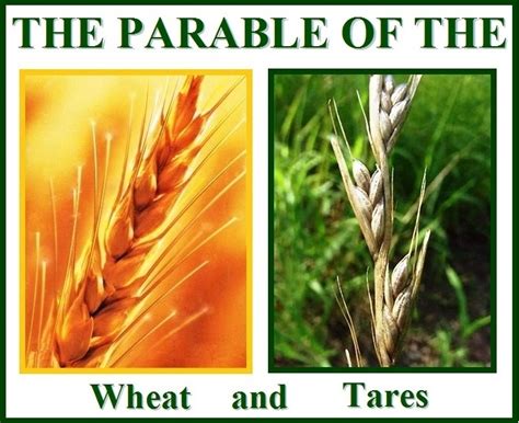 An Encounter With Yeshua The Parable Of Wheat And Tares Linked With