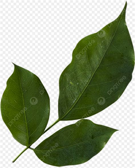 Hoja Png Dibujos Hoja Png Verde Hoja Png Dibujos Planta Png Imagen