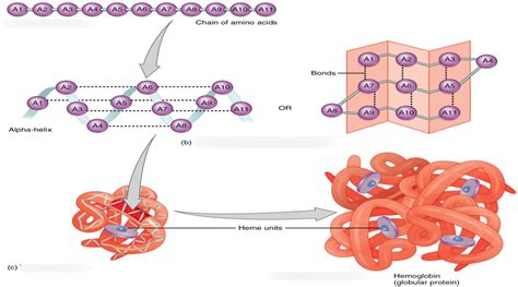 Hematology LO4 Hemoglobin Diagram Quizlet