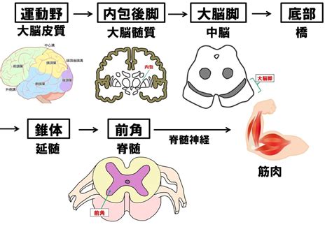 錐体外路症状ってなに？ _ 錐体外路とは わかりやすく – JGRZNM