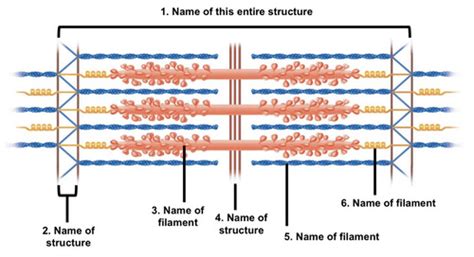 Sarcomere Diagram Flashcards Quizlet