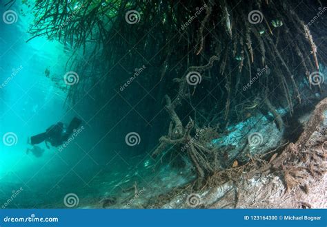 Scuba Diving In The Casa Cenote In Mexico Stock Photo - Image of rock ...