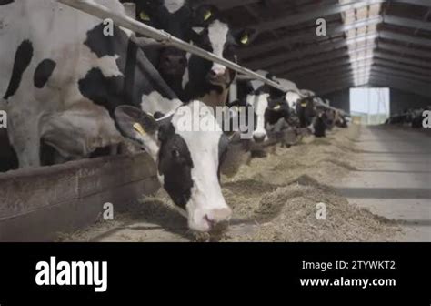 Calves Feeding Process On Modern Farm Close Up Cow Feeding On Milk