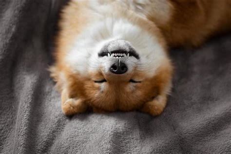 Funny Sleeping Dog Stock Photos, Images and Backgrounds for Free Download