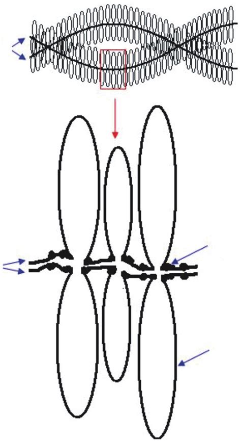 Schematic A And Detailed B Lampbrush Chromosome Structure Download Scientific Diagram