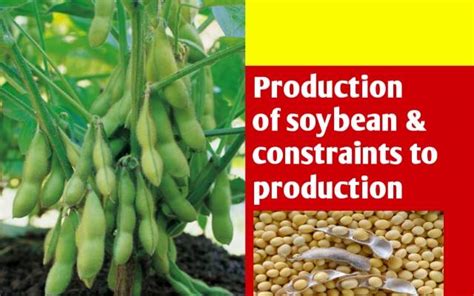 A Complete Guide To Soybean Cultivation And Production