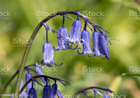 Bunga Bluebell Umum Foto Stok Unduh Gambar Sekarang Hyacinthoides