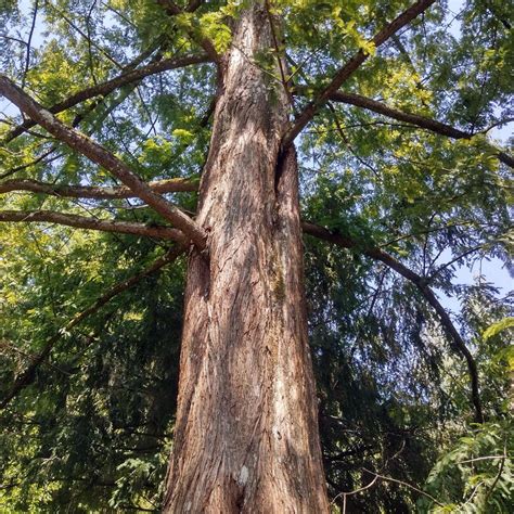 Secouya Gigante Sequoiadendron Giganteum Semillas