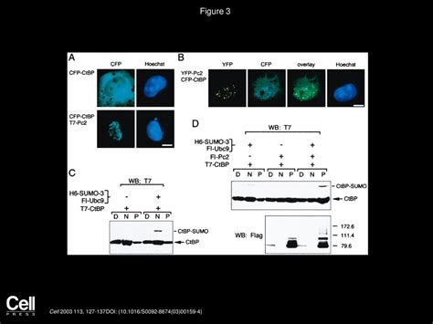 The Polycomb Protein Pc2 Is a SUMO E3 - ppt download