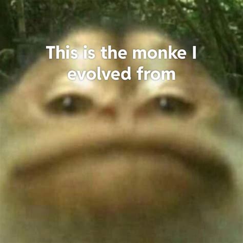 Monke : r/Monke