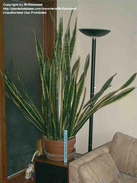 Plantfiles Pictures Sansevieria Species Mother In Laws Tongue Saint