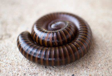 Millipede Control Terminix Wil Kil Pest Control