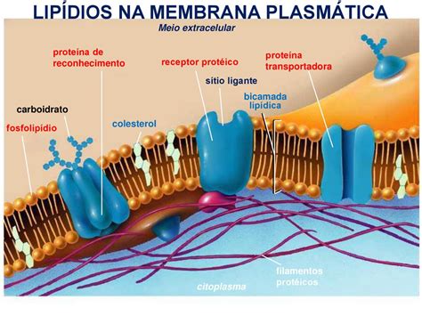 Composição Química da Célula ppt carregar