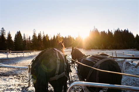 Carriage Winter Images – Browse 14,720 Stock Photos, Vectors, and Video ...