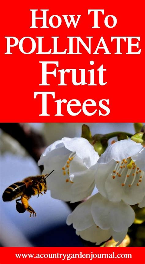 How To Pollinate Fruit Trees Fruit Trees Pollination Growing Fruit