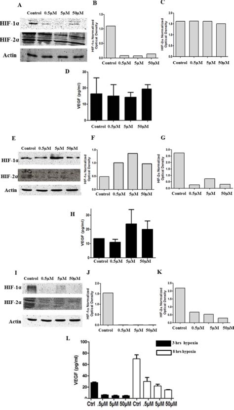 Inhibition Of Both Hif And Hif Elicits The Loss Of Vegf