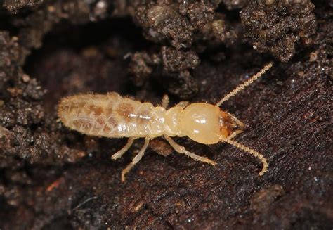 Eastern Subterranean Termite Facts Description And Pictures